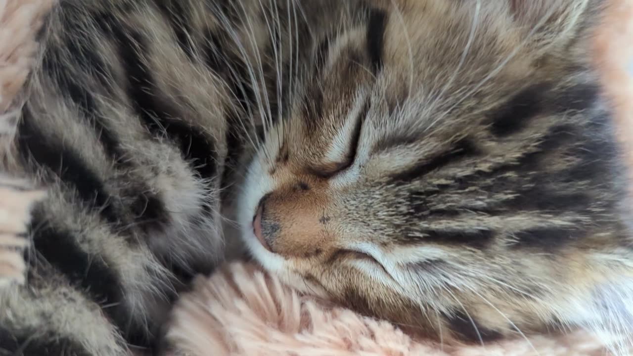 Sleeping kitten