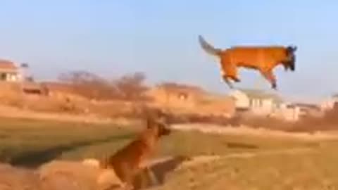 Funny dogs