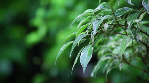 rainy day rain dripping from leaves raindrops