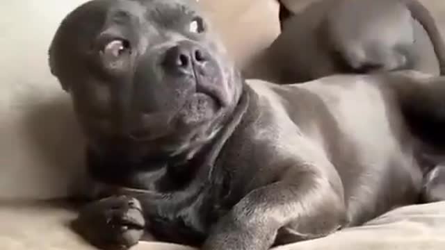 Mamãe cadela brincando com filhote