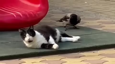 Funnyanimals