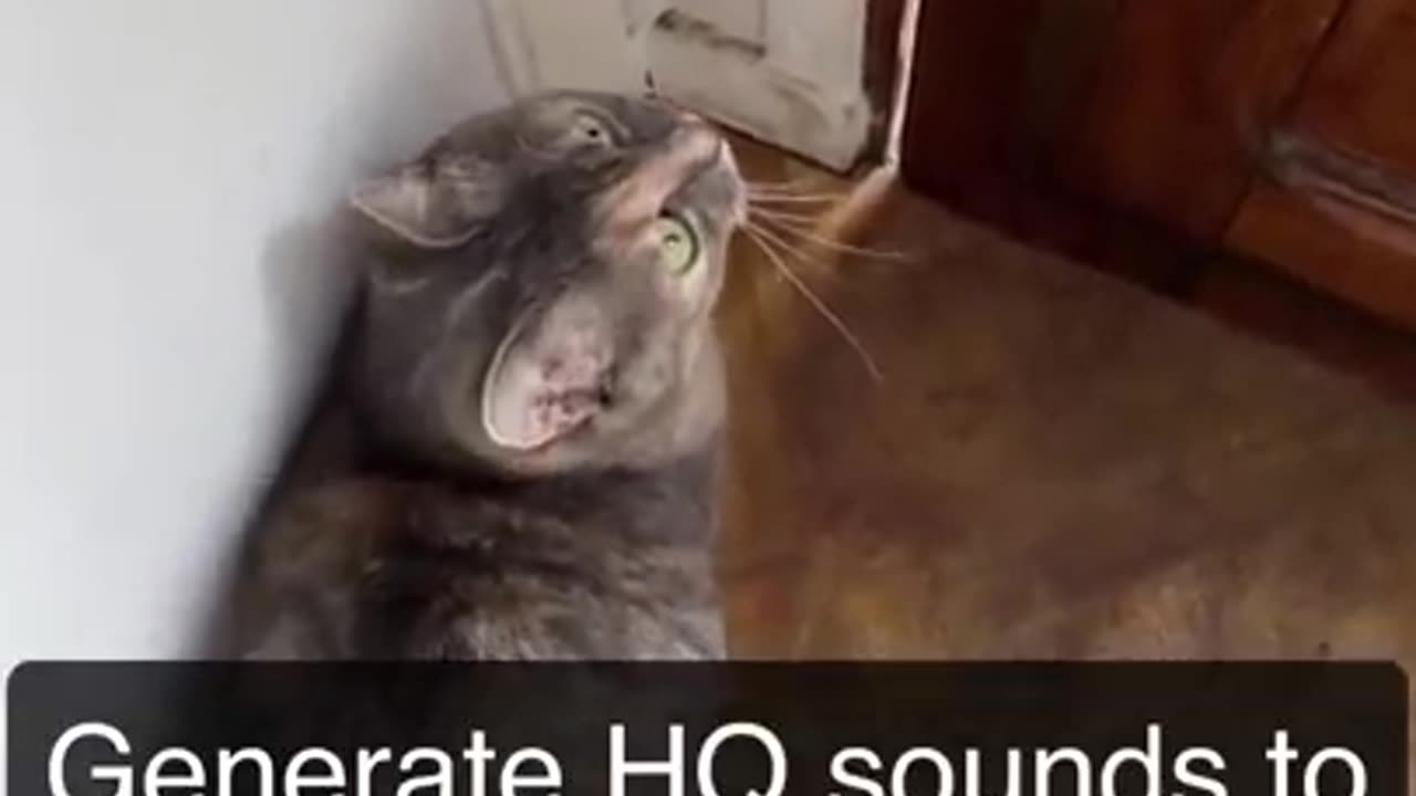 Sounds that attract cats - Meow to make cats come to you