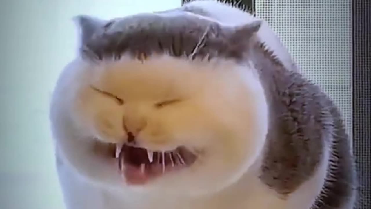 Singing cats--Best funny cat video