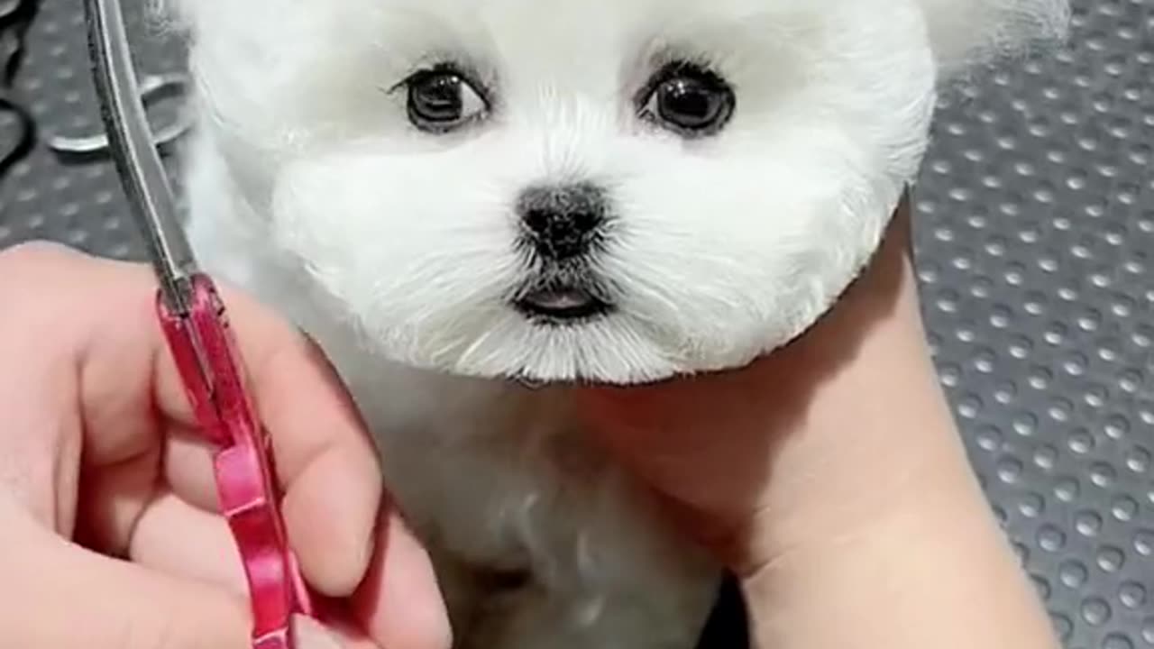 A very cute kitten is getting a haircut