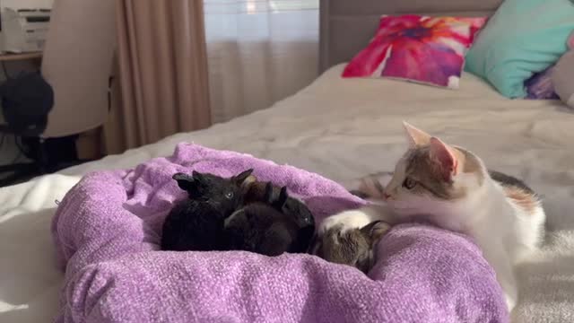 Funny Kitten Reaction to Baby Bunnies [Cuteness Overload]