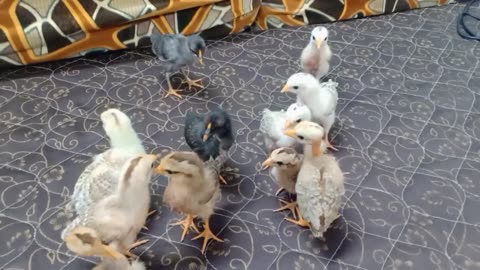 Desi chicks hatch from incubator || Pet's vlogs