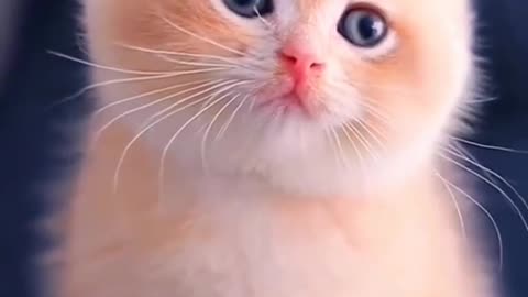 Cate