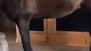 Horse Walks Inside House to chill With Owner 2022