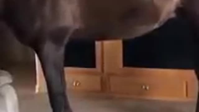 Horse Walks Inside House to chill With Owner 2022