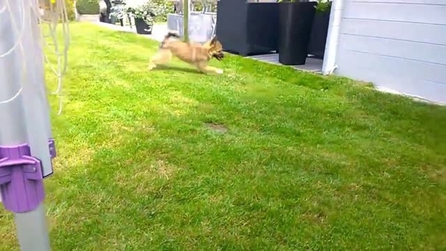 Playful puppy meets a big dog | funny puppy