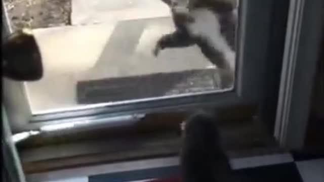 Funny Cat Bite A Dog
