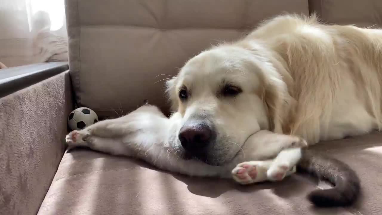 The Funniest Golden Retriever and Kitten Fighting for the Ball