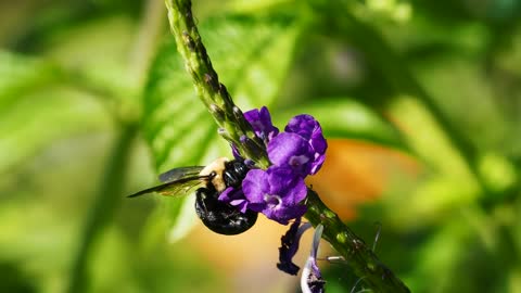 Bumblebee Insect Animal Wildlife Bug Flowers