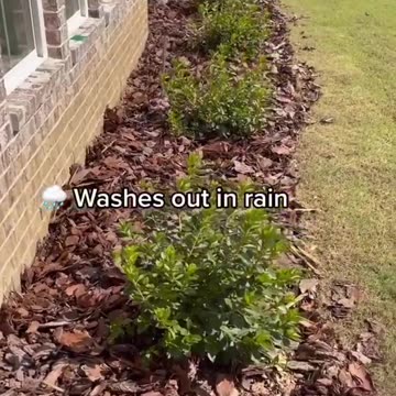 @builder_brigade - Big mistake on putting mulch on your flowers bed