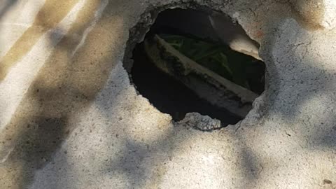 Eliminar a dengue