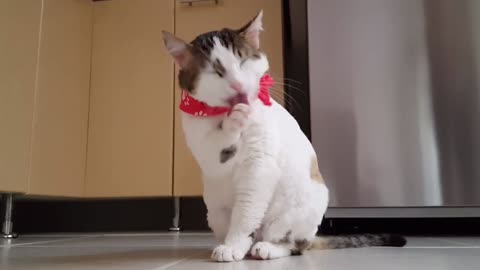 Cute Little Paws, Do you wonder why Cats lick their Paws? Adorable and Cute Cat Videos