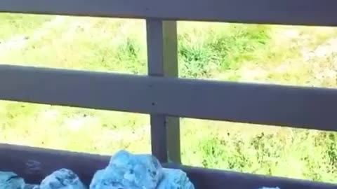 rocks