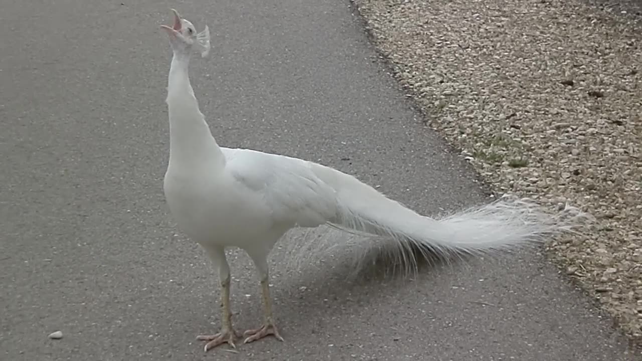 White peacock Ultra HDR