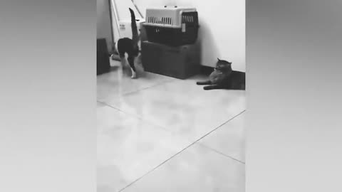 Try to not laugh🤣🤣🤣 funny video of cats and dogs