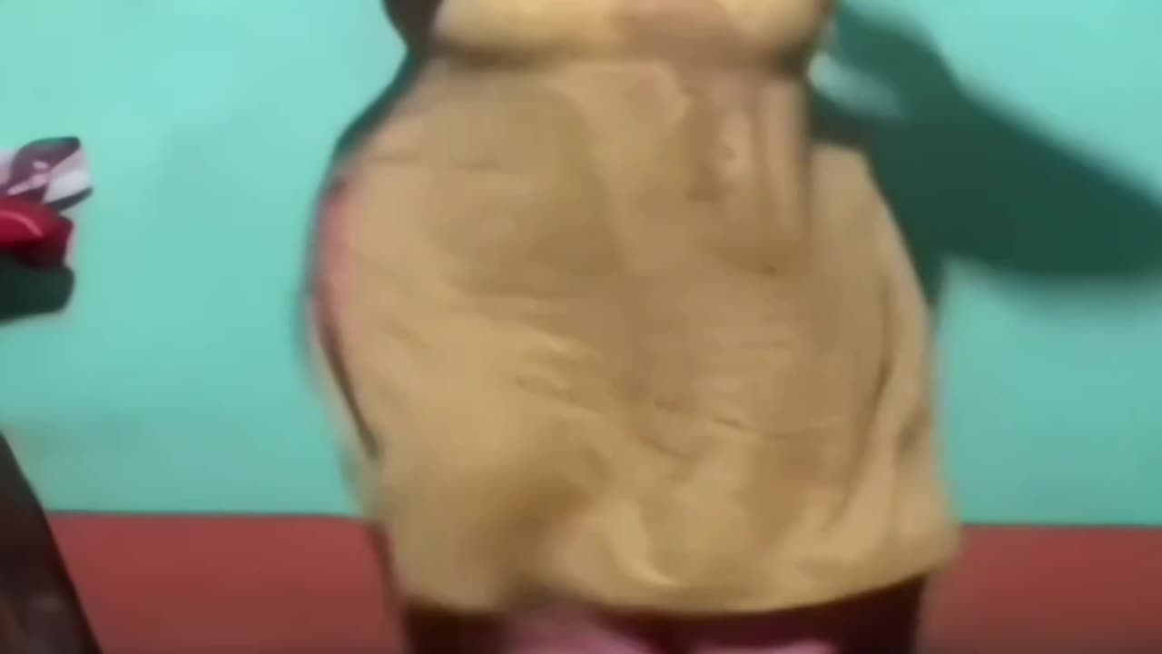 funny videos