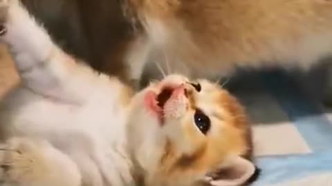 Cute baby cat with mamma cat