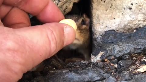 Happy Halloween from Squishy and all of her chipmunk friends, Fill the cheeks