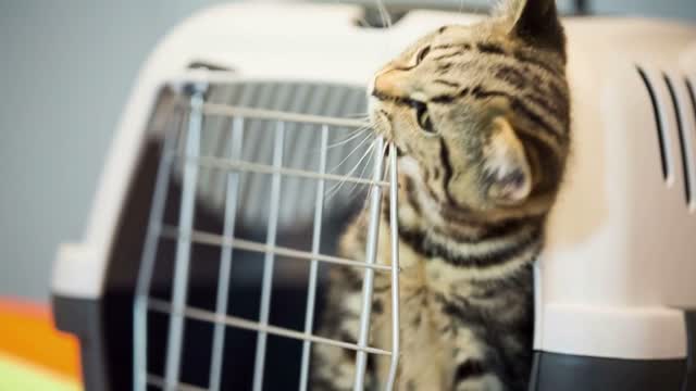 Cat biting iron doors of transporter box