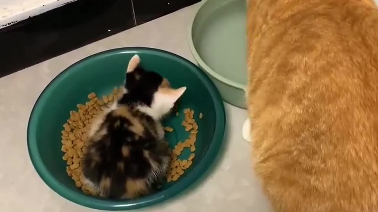 kitten in a plate