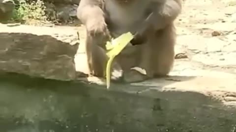 Funny Animals