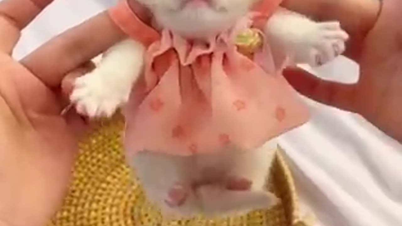 Funny cat🐱🐱🐱# cute cat# short