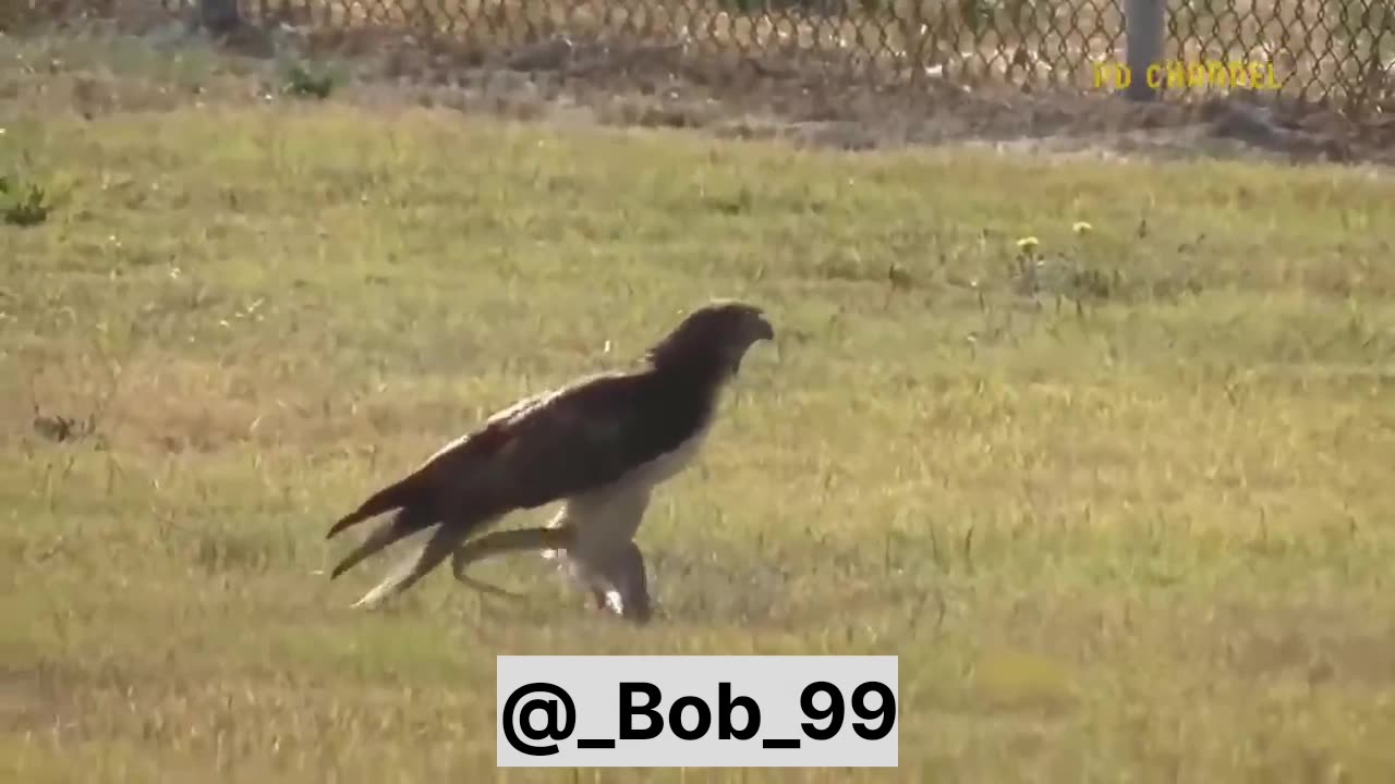 Leopard Risks It All At Extreme Height To Raid Eagle's Nest To Rescue Her Cub But Fail