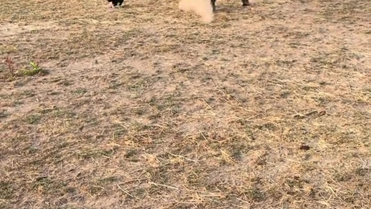 Horse Scared By Hay Cat