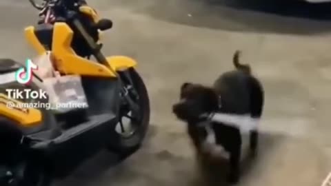 Funny and Cute Animals 2023 | Cats and Dogs