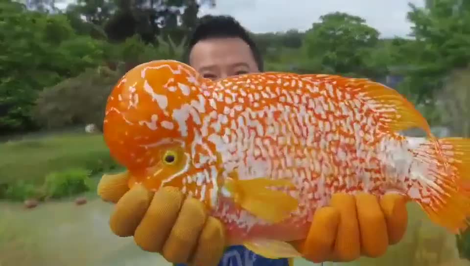 Beautiful fish