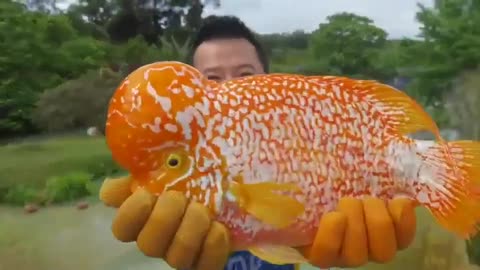 Beautiful fish