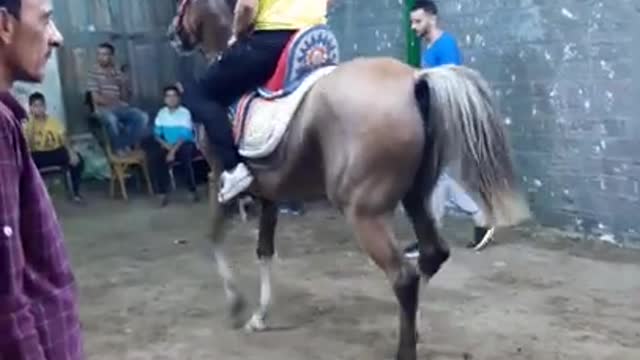 Dancing the authentic Arab horses to popular music in an Egyptian village (1)