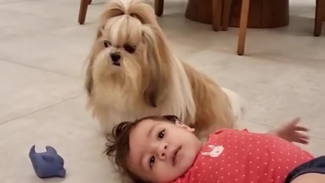 Dog playing with child