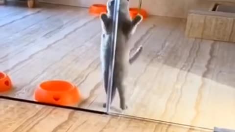 Cat Jumping On Two Legs | Funny Cat Video