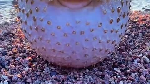 Pufferfish. Dangerous. Never touch this fish with your hands. 🤦