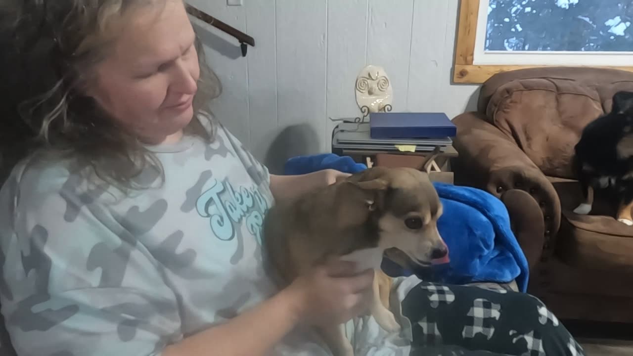 2024 01 18 Buster gets a belly rub then sits on his perch!