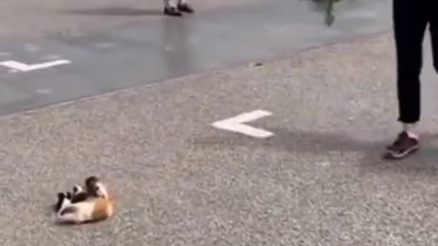 Funny, Animals, Funniest Animals, Funny Videos