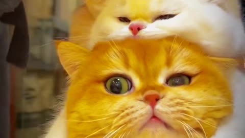 Cute cat's