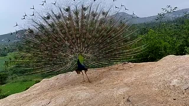 Peacock found on the top of mountains temple for God