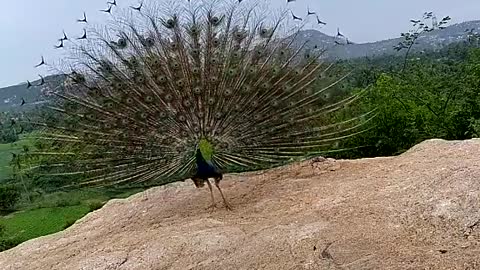 Peacock found on the top of mountains temple for God