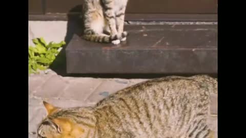 The most funny cat move around on the road funny moment...😺😺😺😺😽😽😽😘😘😘😙😙