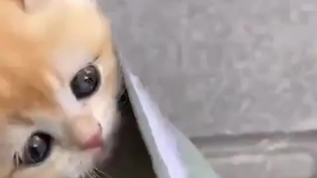 Cat Loves going for walk 😺