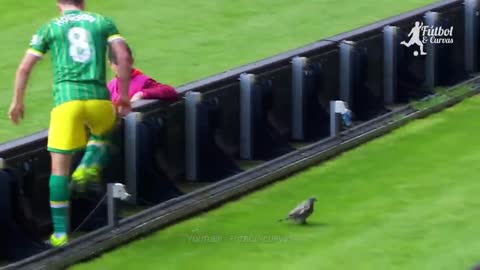 Funniest Moments With Animals On The Football Pitch