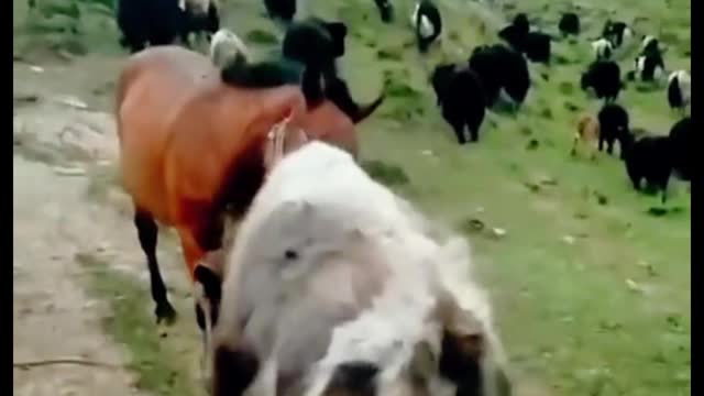 The horse is fighting the yak, who do you think is going to win the battle