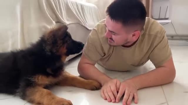 German Shepherd Puppy Confused by Playing with Dad