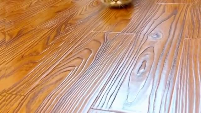 Cat♡♡♡